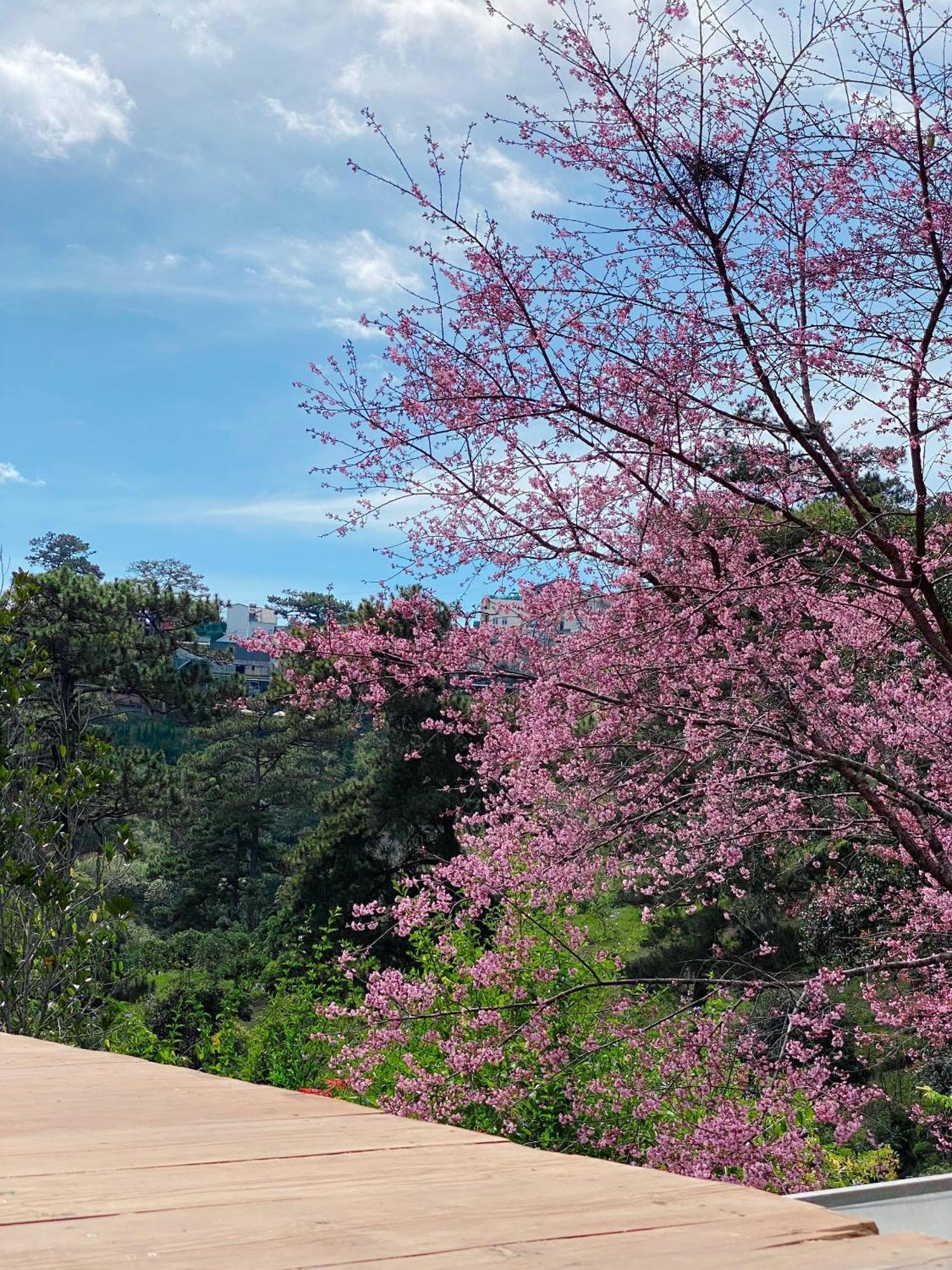 Dalat Memories Homestay - Phố Sương Mờ Đà Lạt Extérieur photo